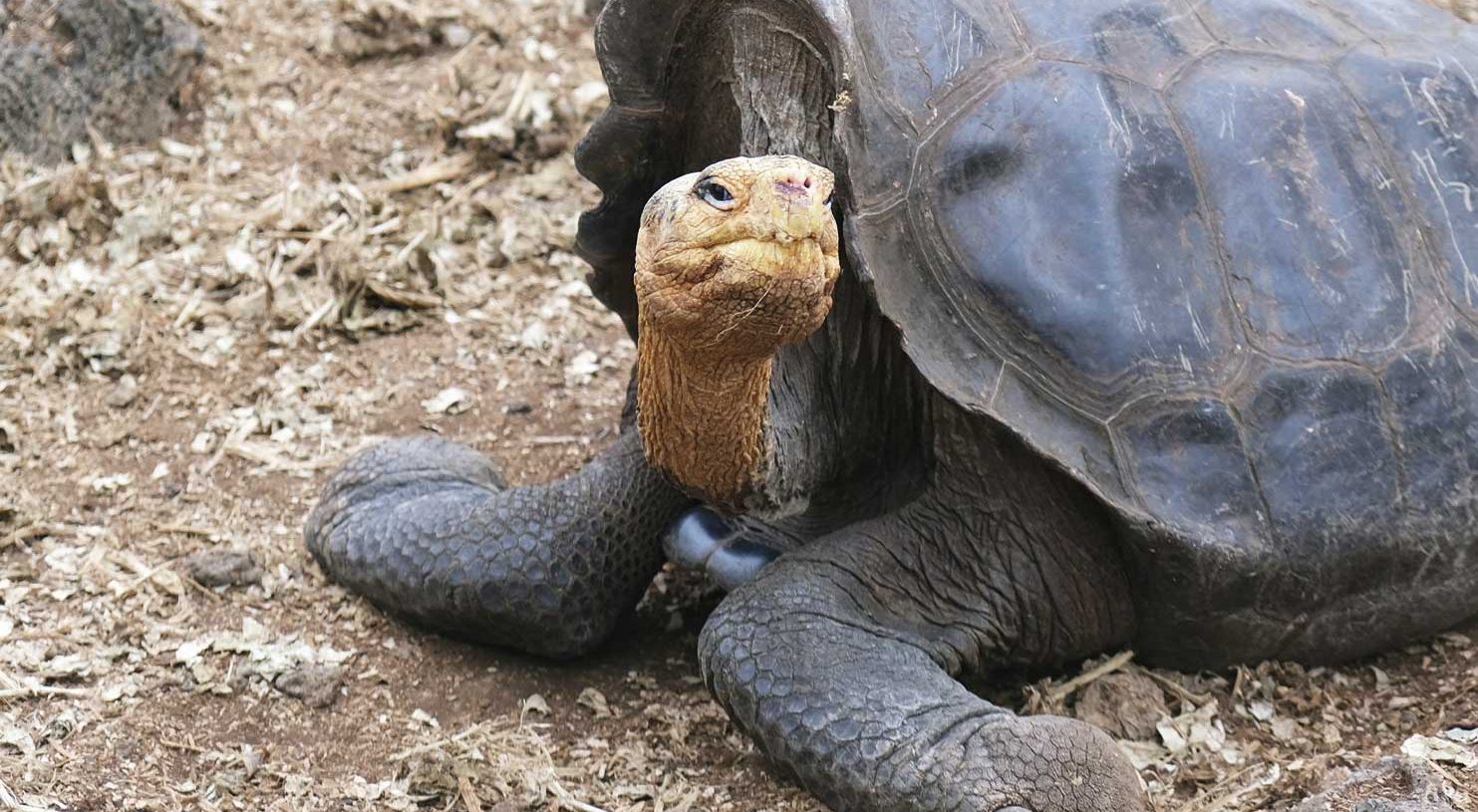 Galapagos,Andes and Jungle